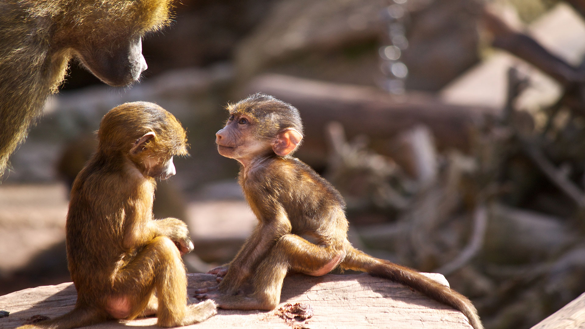Des bébés babouins sous surveillance