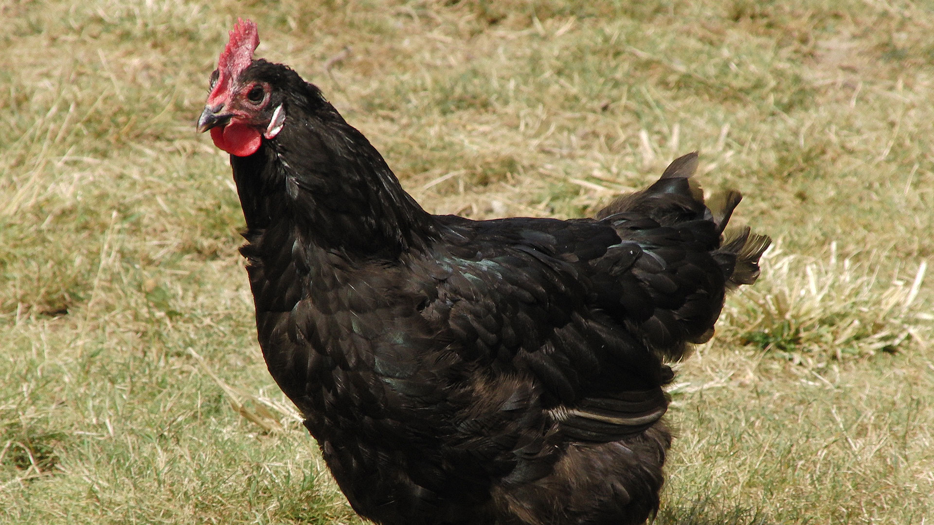La poule de Barbezieux, la plus grande des races françaises