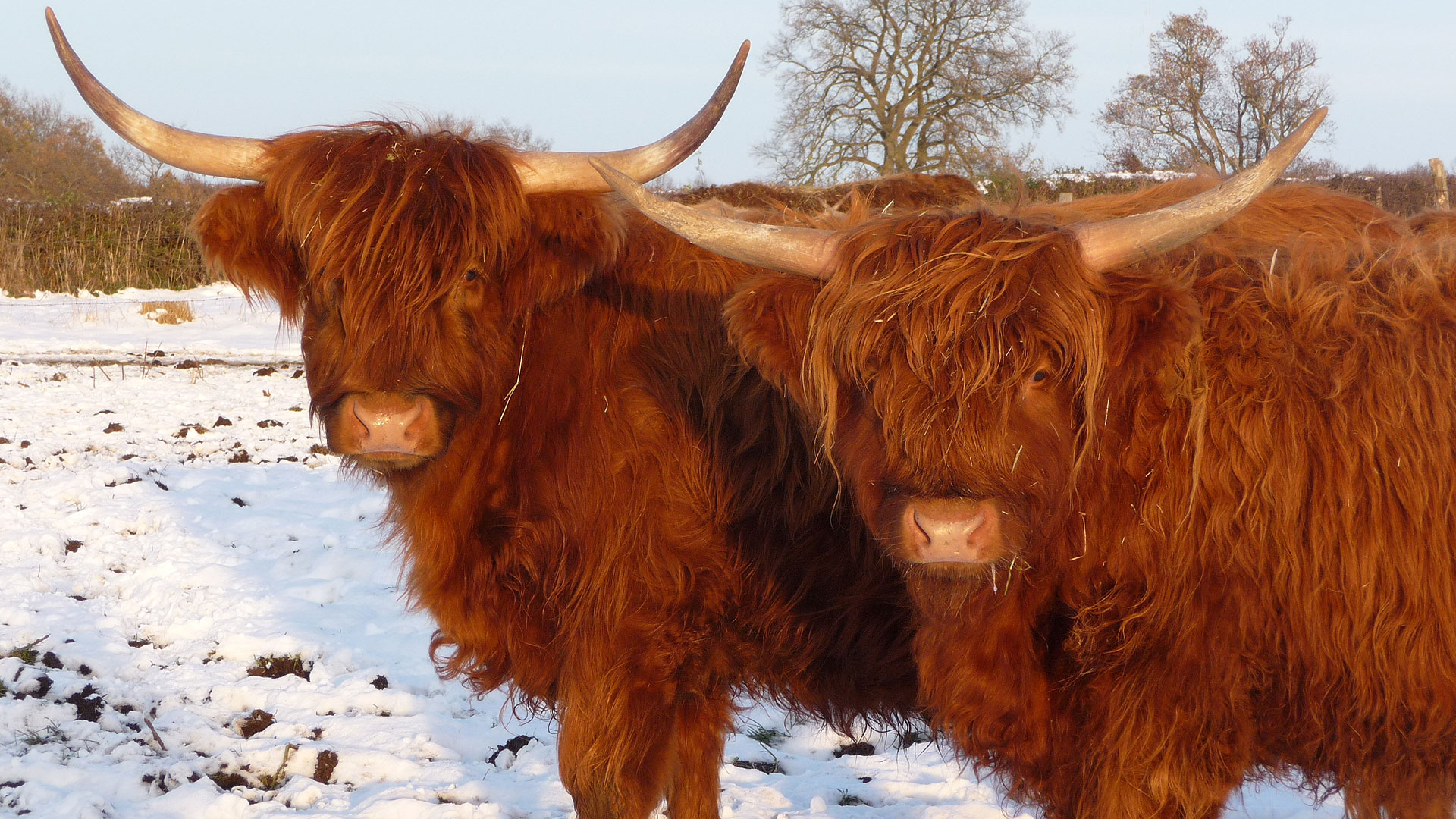 La highland, une vache aux poils longs