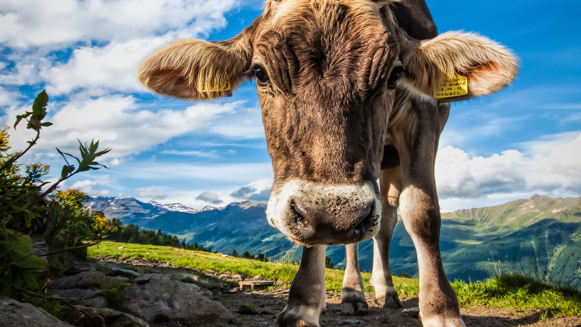 Vache Folle L origine De La Maladie Enfin Identifi e Vache Folle L origine De La Maladie Enfin Identifi e