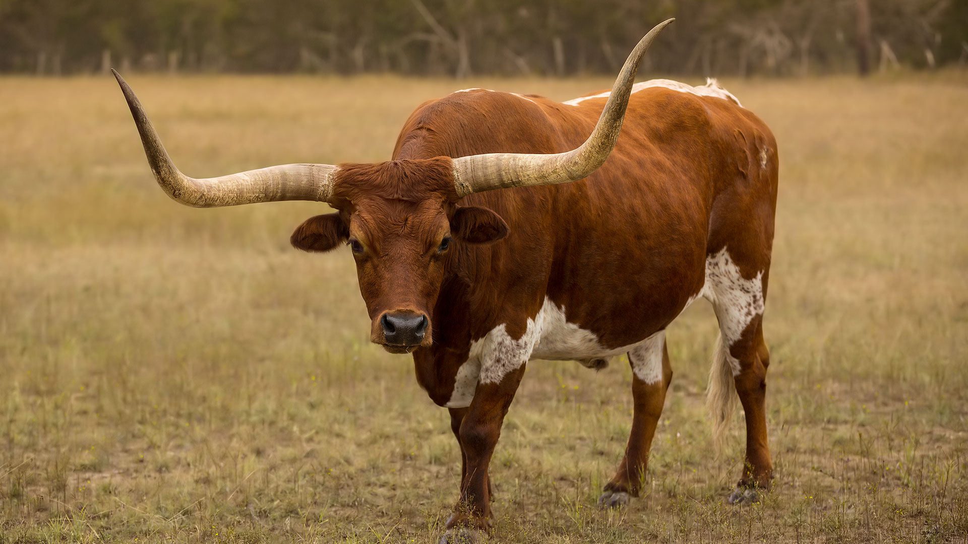 La texas longhorn, une vache élevée pour sa viande