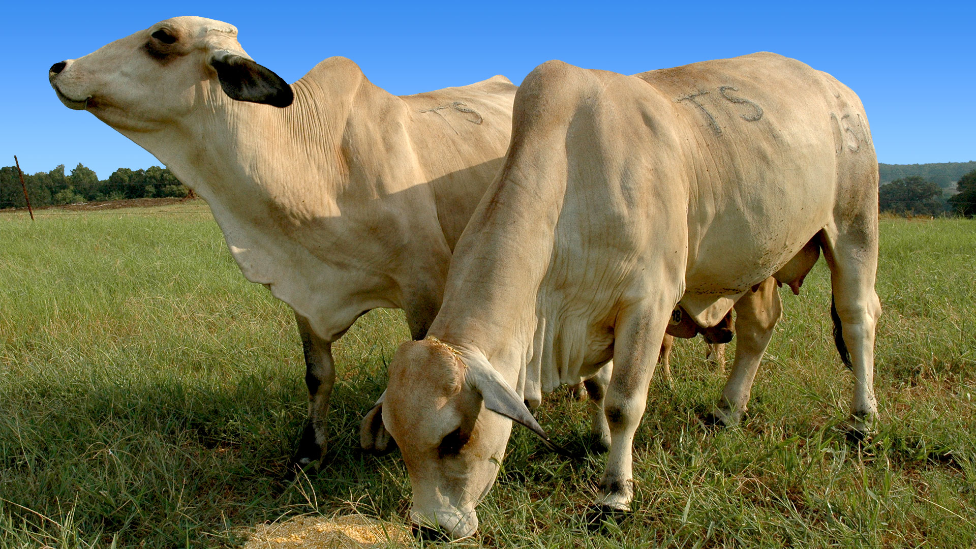 La brahmane, une vache issue des zébus d’Inde