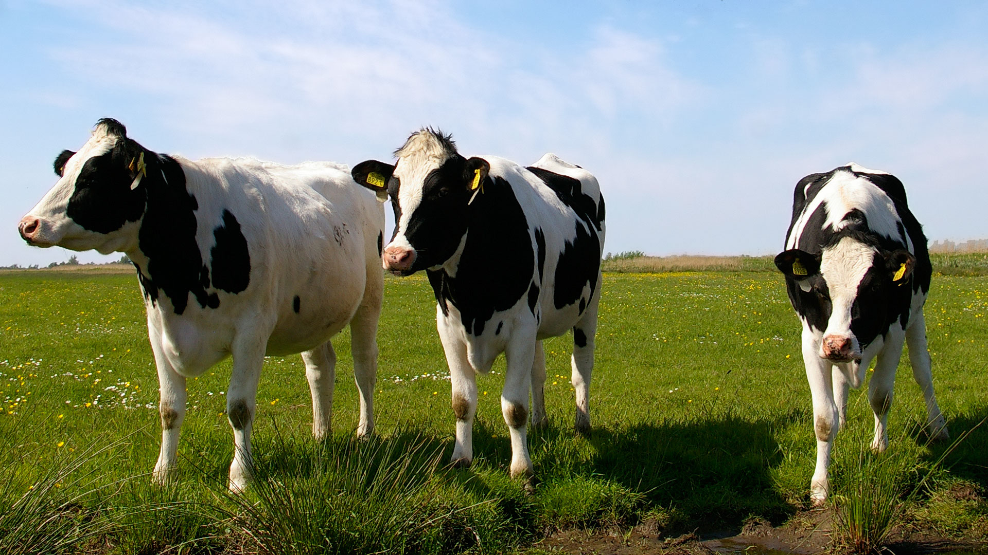 Chianina La Plus Grande Race Bovine Domestique Photos Futura Chianina La Plus Grande Race Bovine Domestique Photos Futura