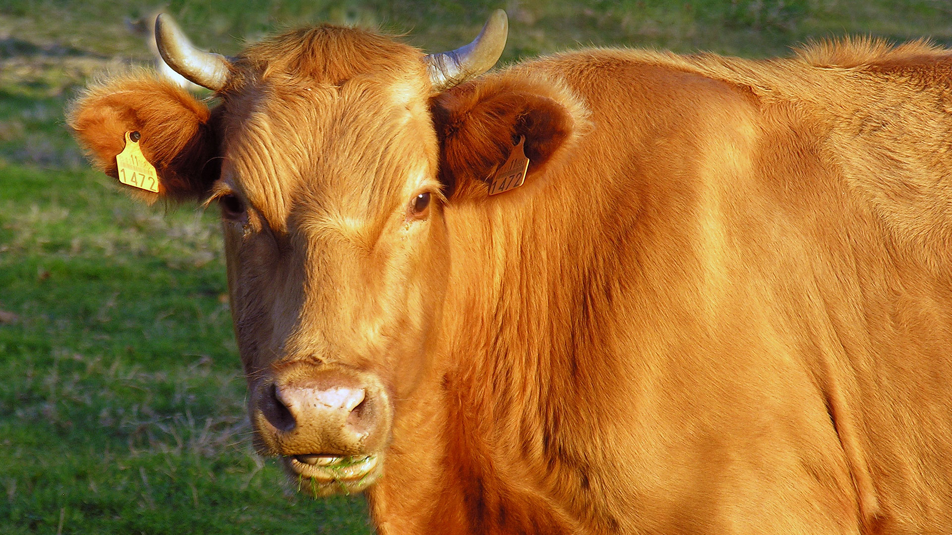 Comment Remplacer Le Lait Ou La Cr me Fra che Comment Remplacer Le Lait Ou La Cr me Fra che
