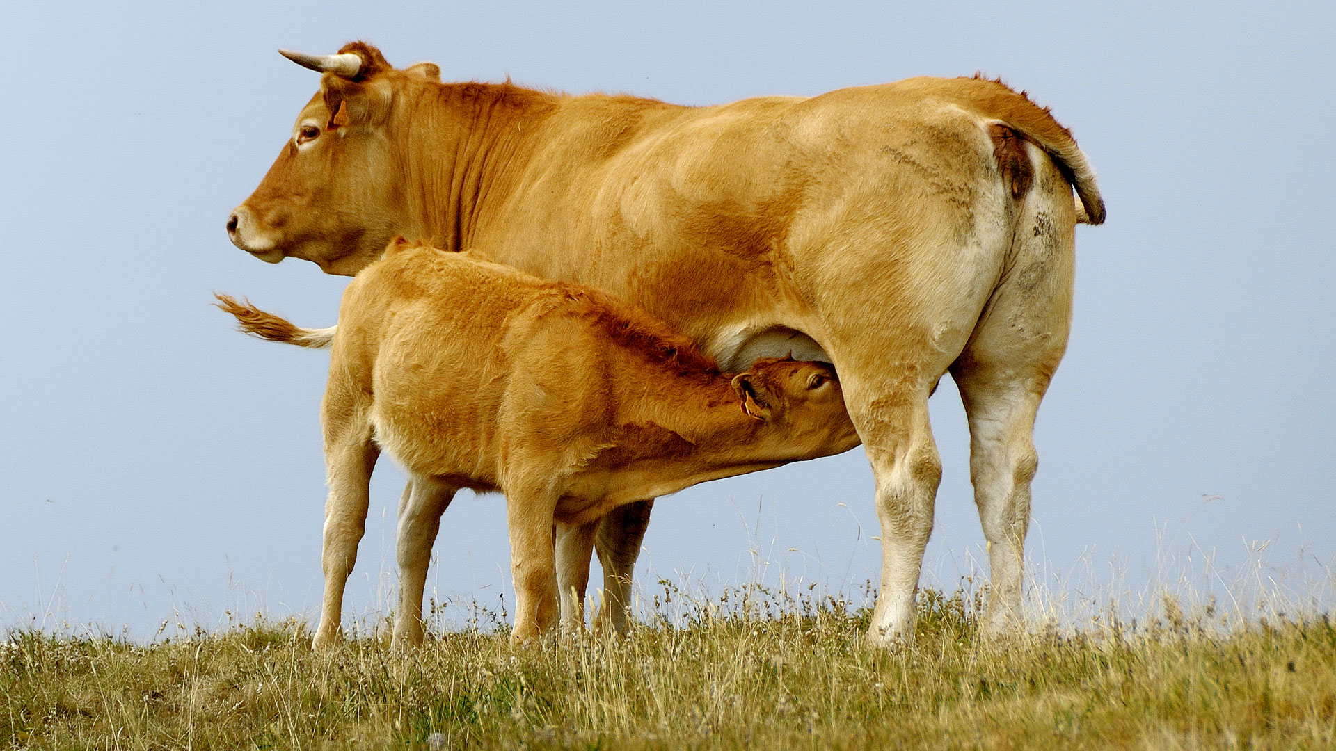 Photo d'aubrac, une vache aux qualités maternelles