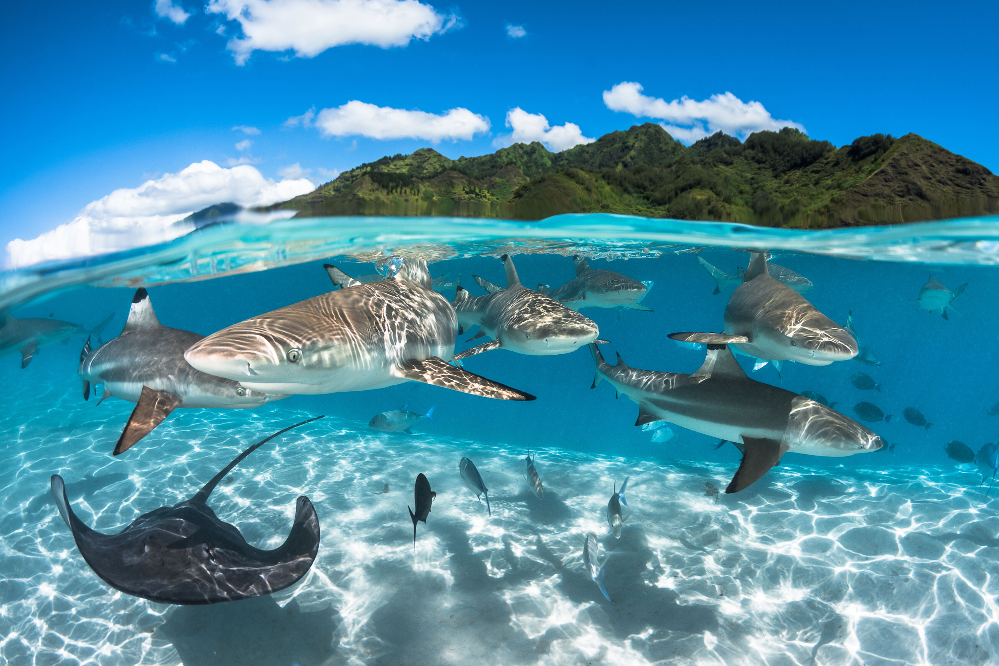 Requins à pointe noire dans le lagon Moorea, près de Tahiti