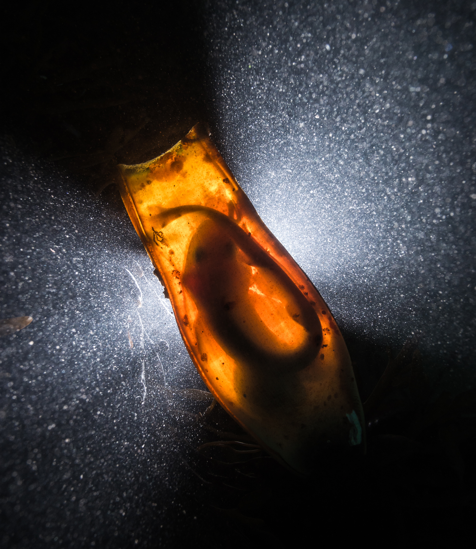 Dans cet œuf de requin vit un embryon de roussette