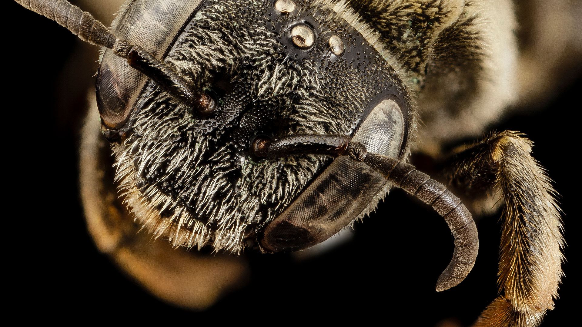 Tête de l'abeille Ancyla asiatica