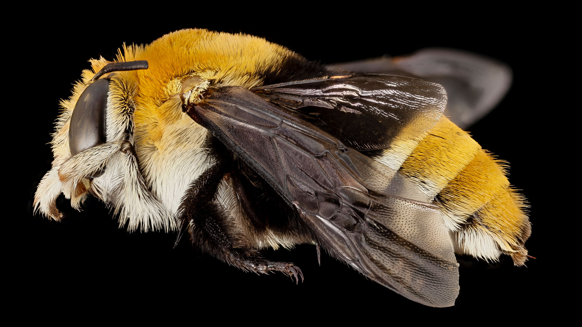 Les abeilles du genre Amegilla
