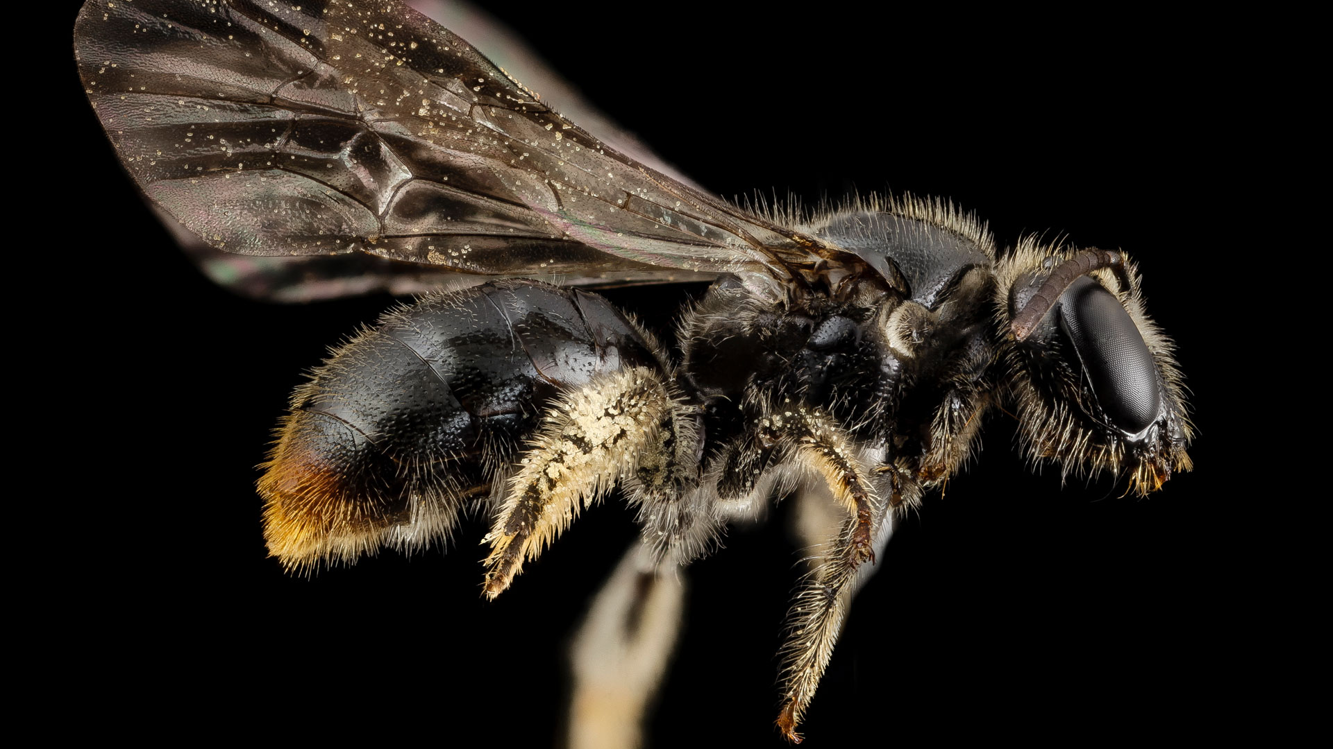 Une abeille Manuelia postica, du Chili