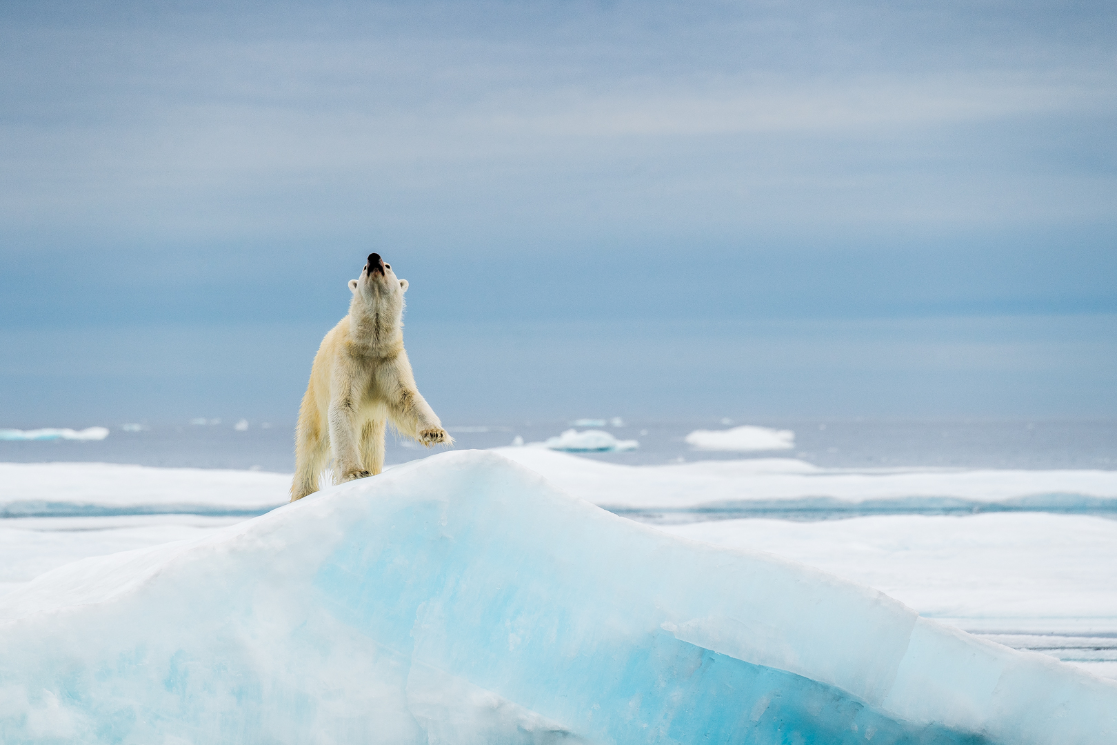 L'ours polaire, maître des glaces