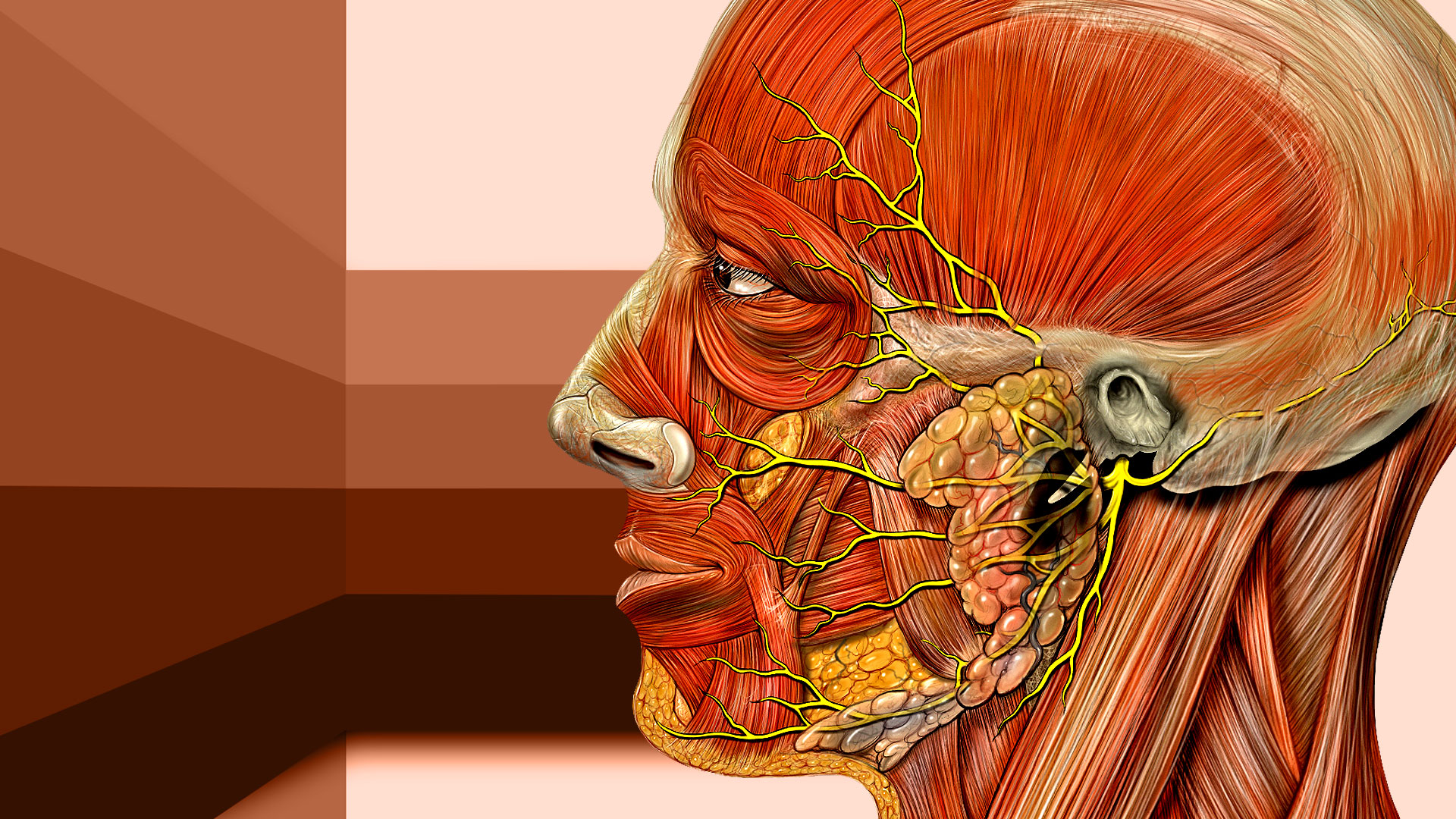 Anatomie de la tête : nerfs de la face