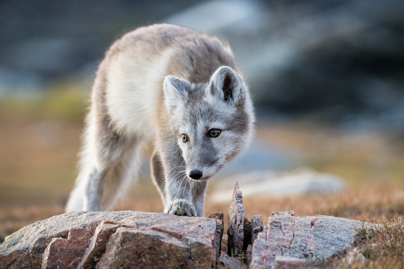 Le bébé renard polaire et sa curiosité