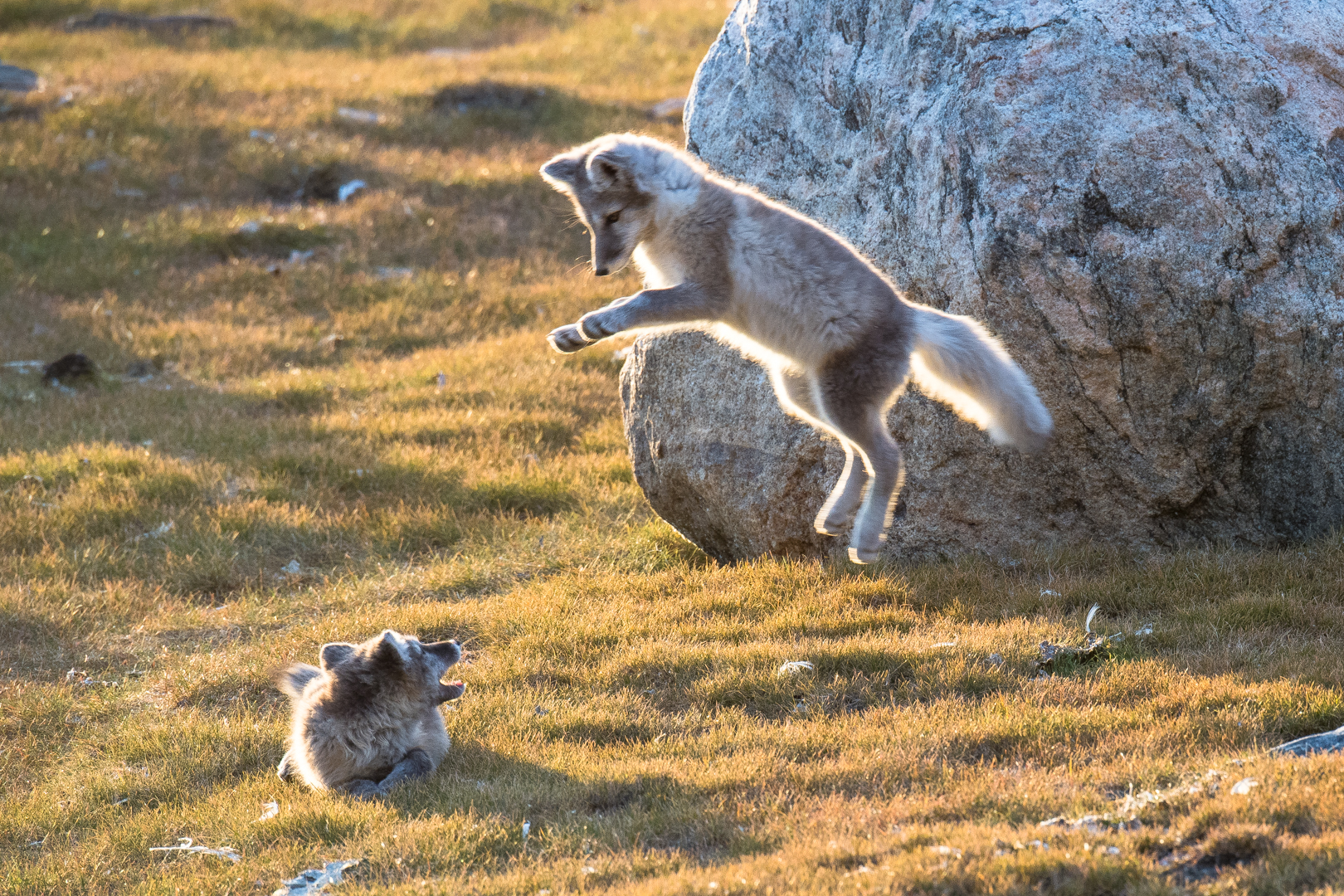 Jeunes renards isatis apprenant à chasser