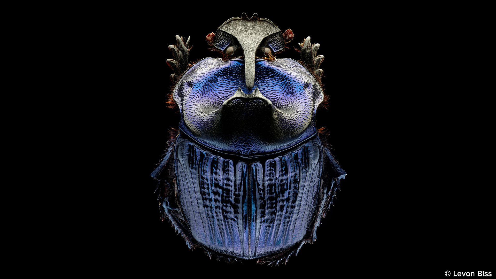 Coprophanaeus lancifer, le scarabée guerrier violet d’Amazonie