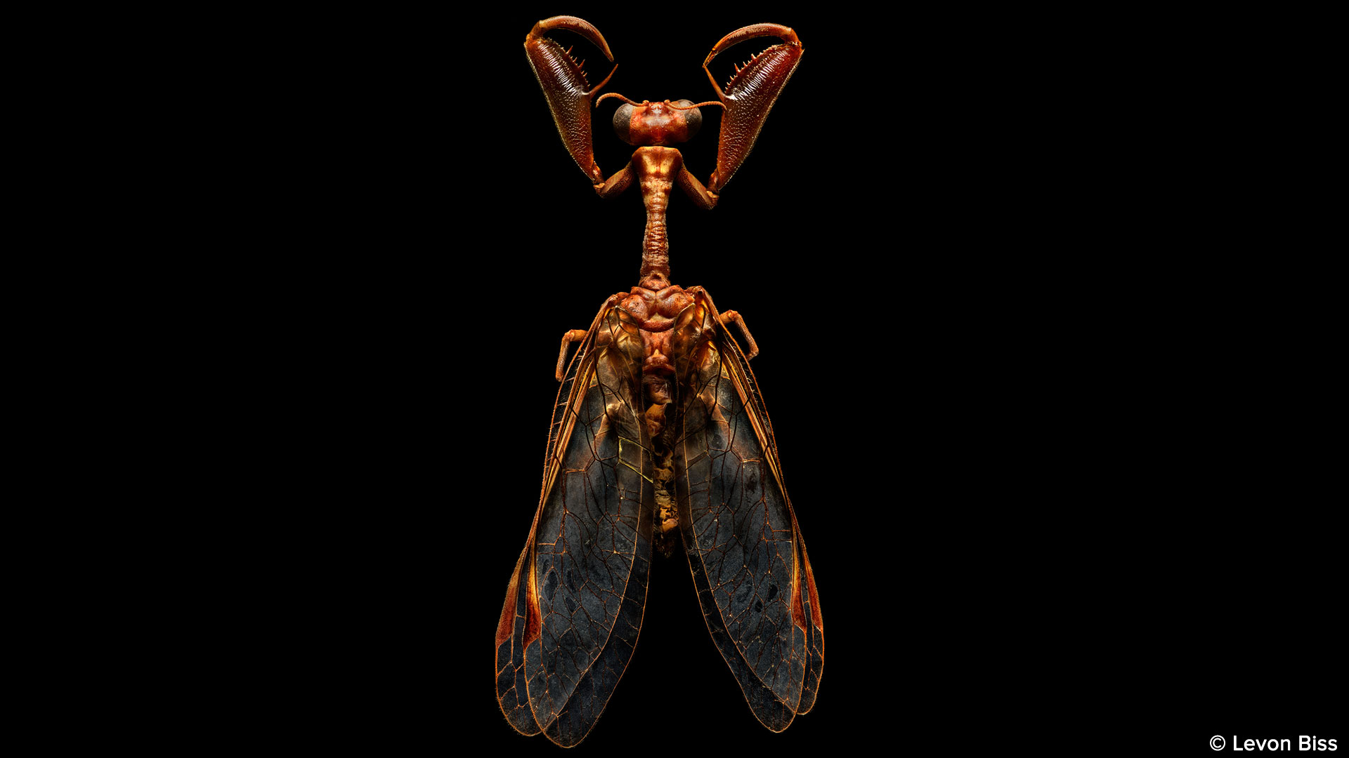 Mantispa sp., la mouche mante religieuse