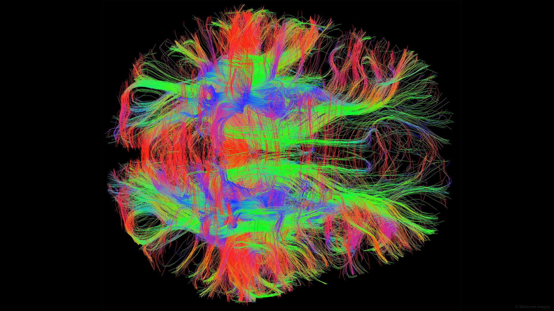 Les circuits neuronaux du cerveau