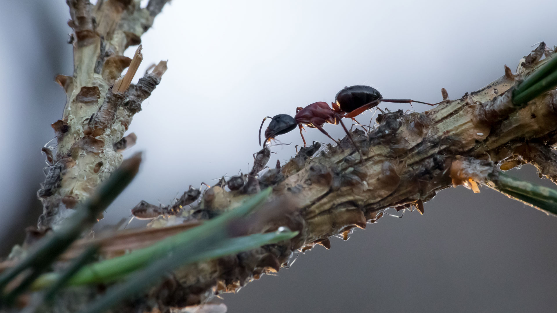 La fourmi parasitée il y a environ 50 millions d'années, semble être une fourmi du genre Camponotus, appelée aussi fourmi&nbsp;charpentière. © Hélène Rival,&nbsp;Wikimedia Commons, CC by-sa&nbsp;4.0