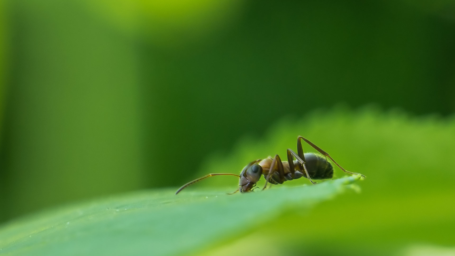 La douloureuse piqûre de la fourmi verte