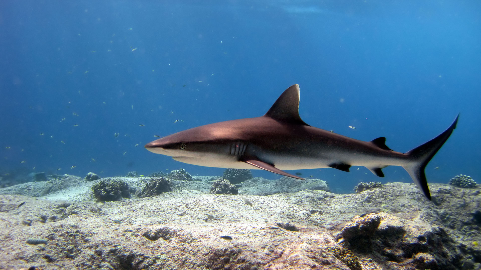 Le requin gris de récif : la terreur des récifs