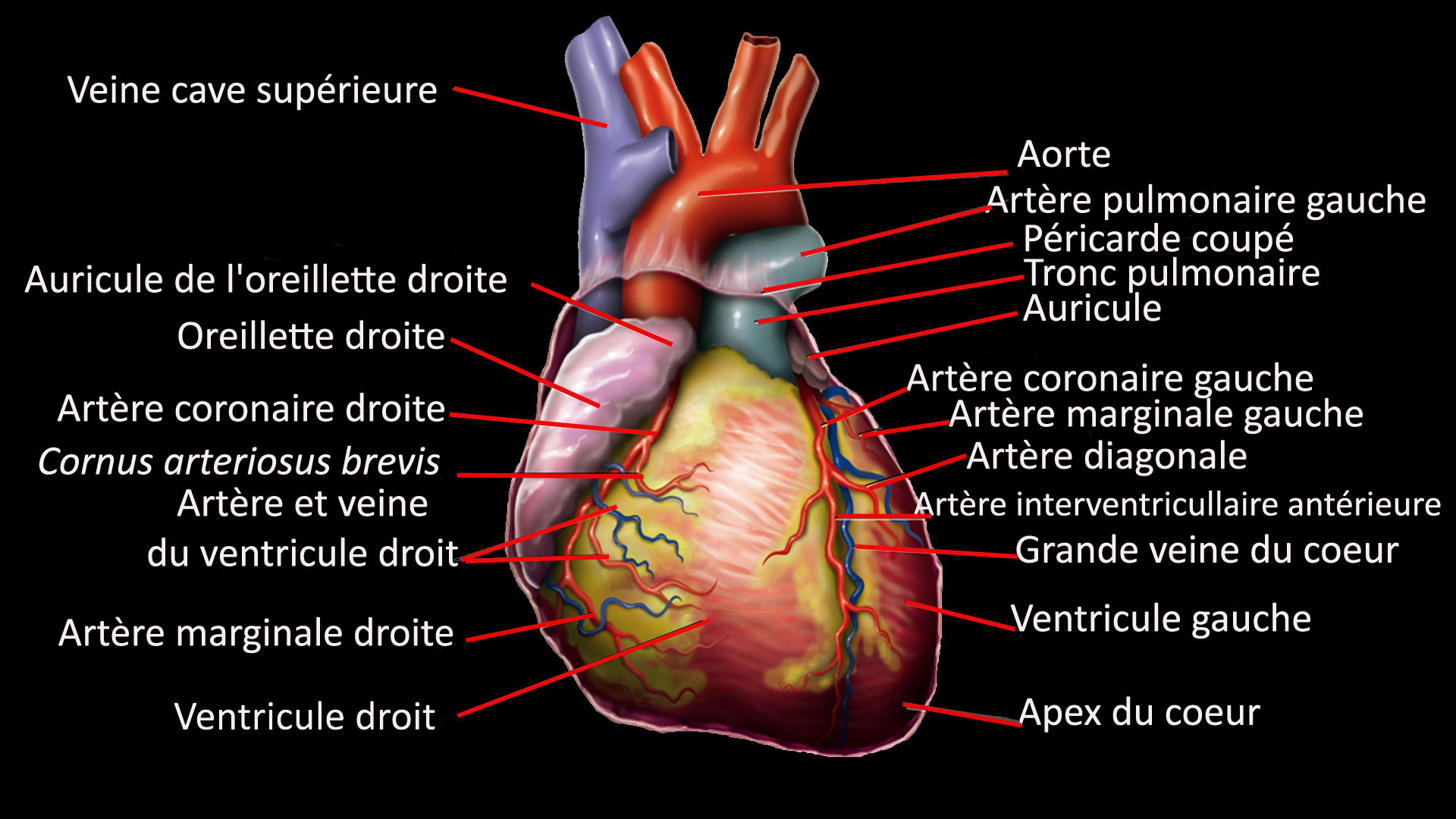 Anatomie du cœur humain