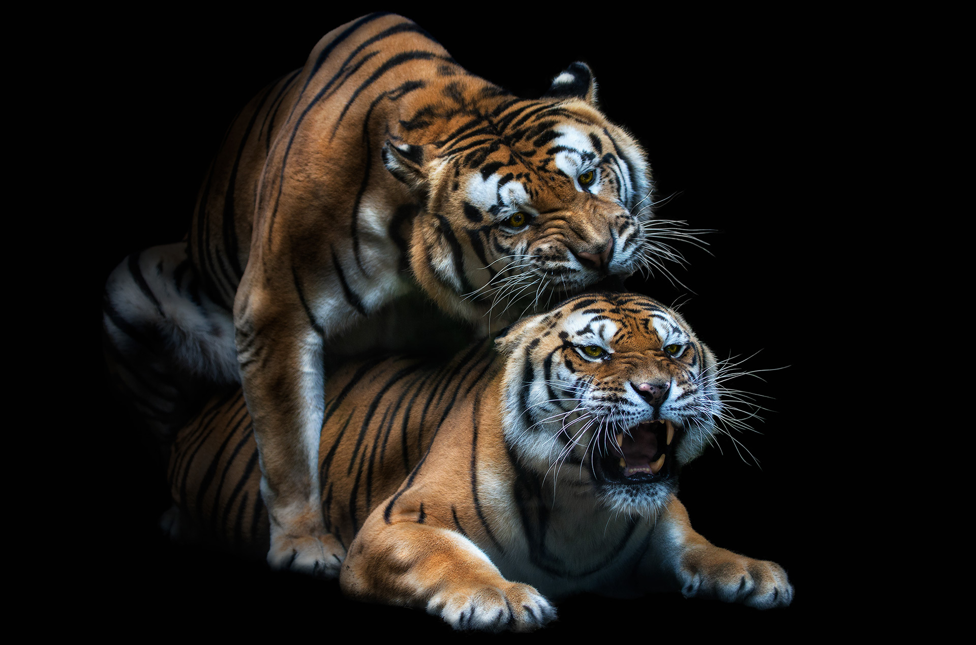 Le tigre du Bengale, une espèce en danger