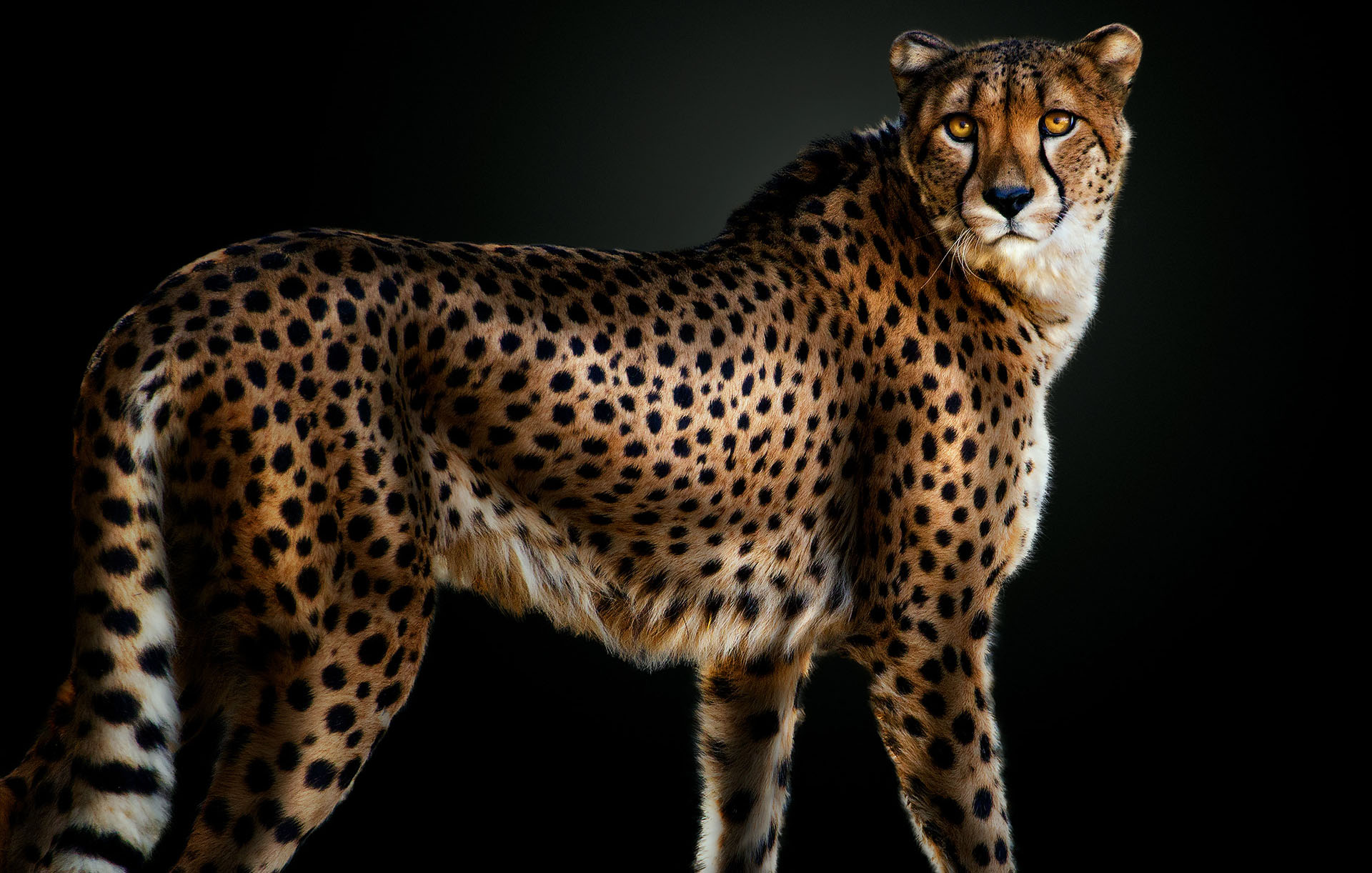 Le guépard, l’animal terrestre le plus rapide au monde