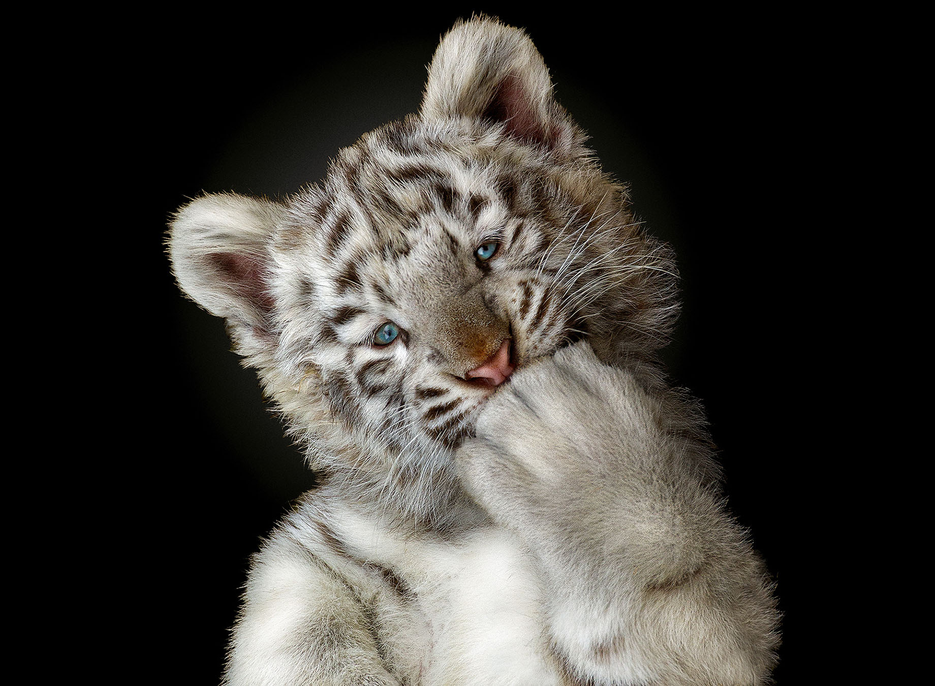 Le tigre blanc, résultat d’une anomalie génétique