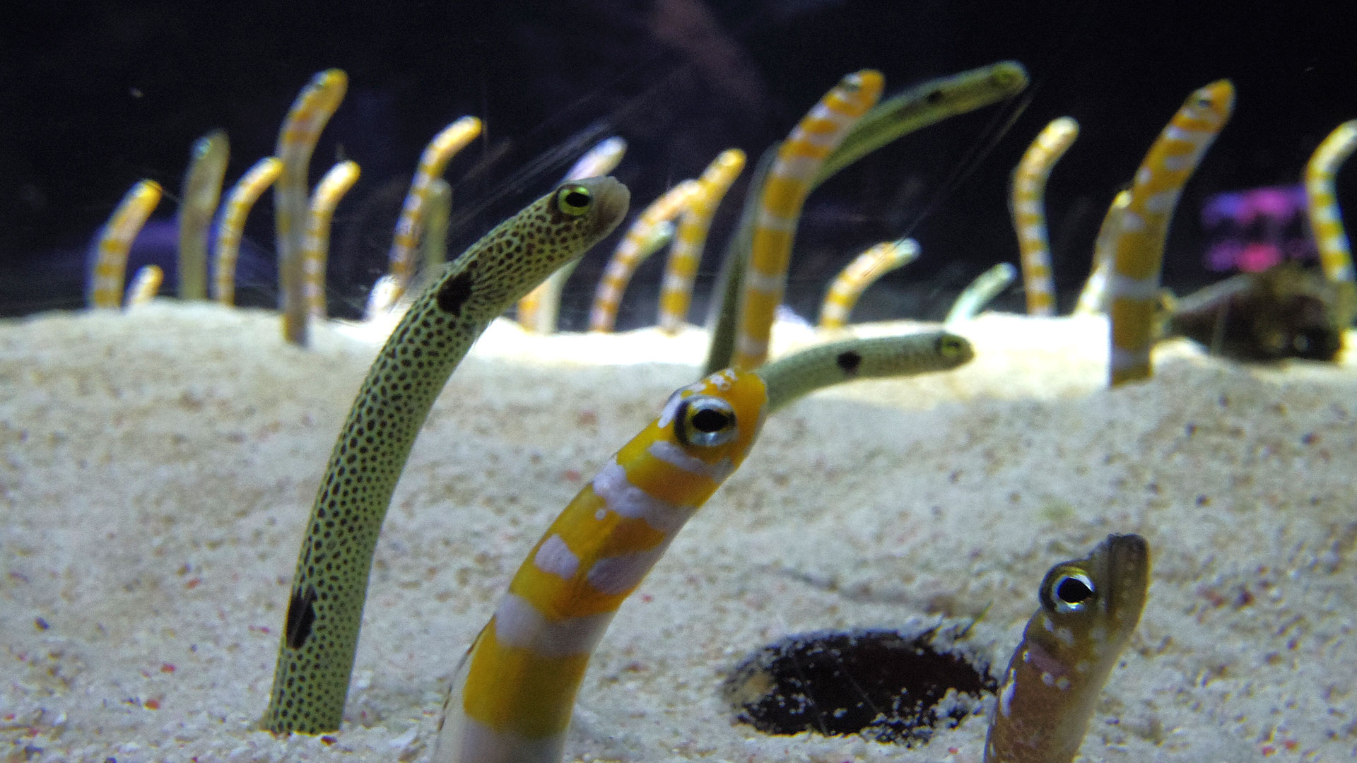 Des anguilles de jardin plutôt astucieuses