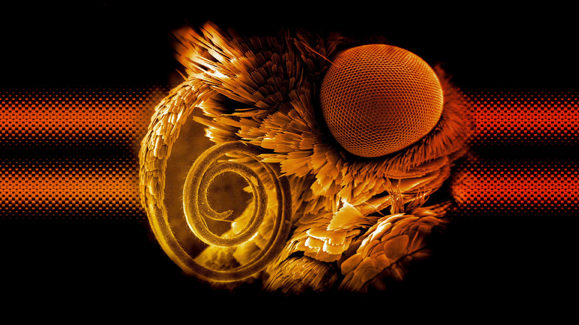La trompe d'une pyrale vue au microscope électronique