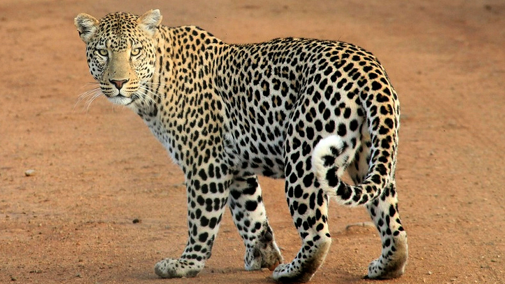 Le léopard, champion de l’adaptation