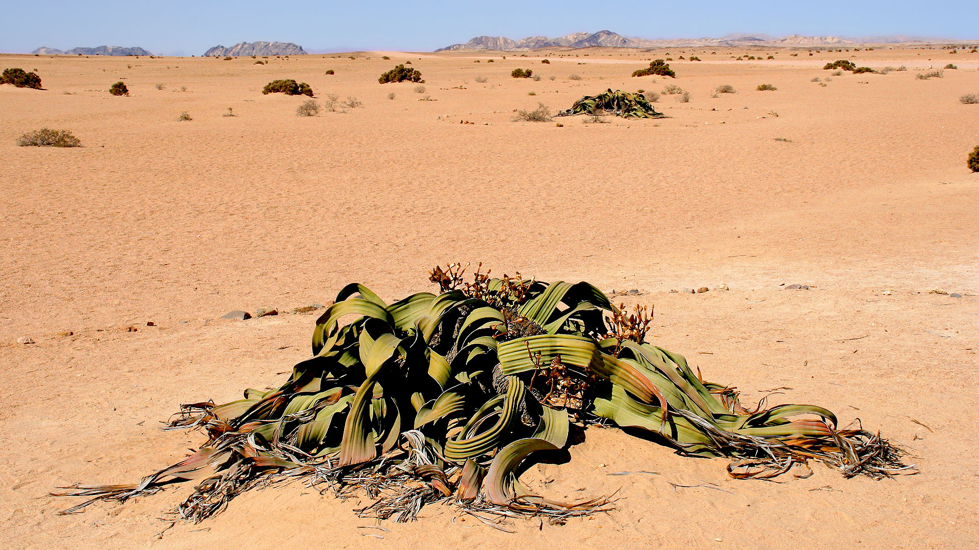Welwitschia mirabilis, une plante à nulle autre pareille