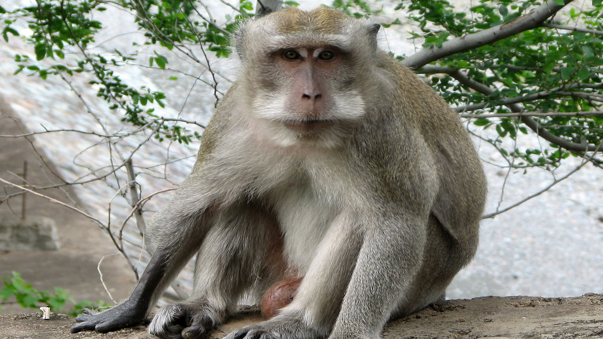 Le macaque crabier ou macaque à longue queue