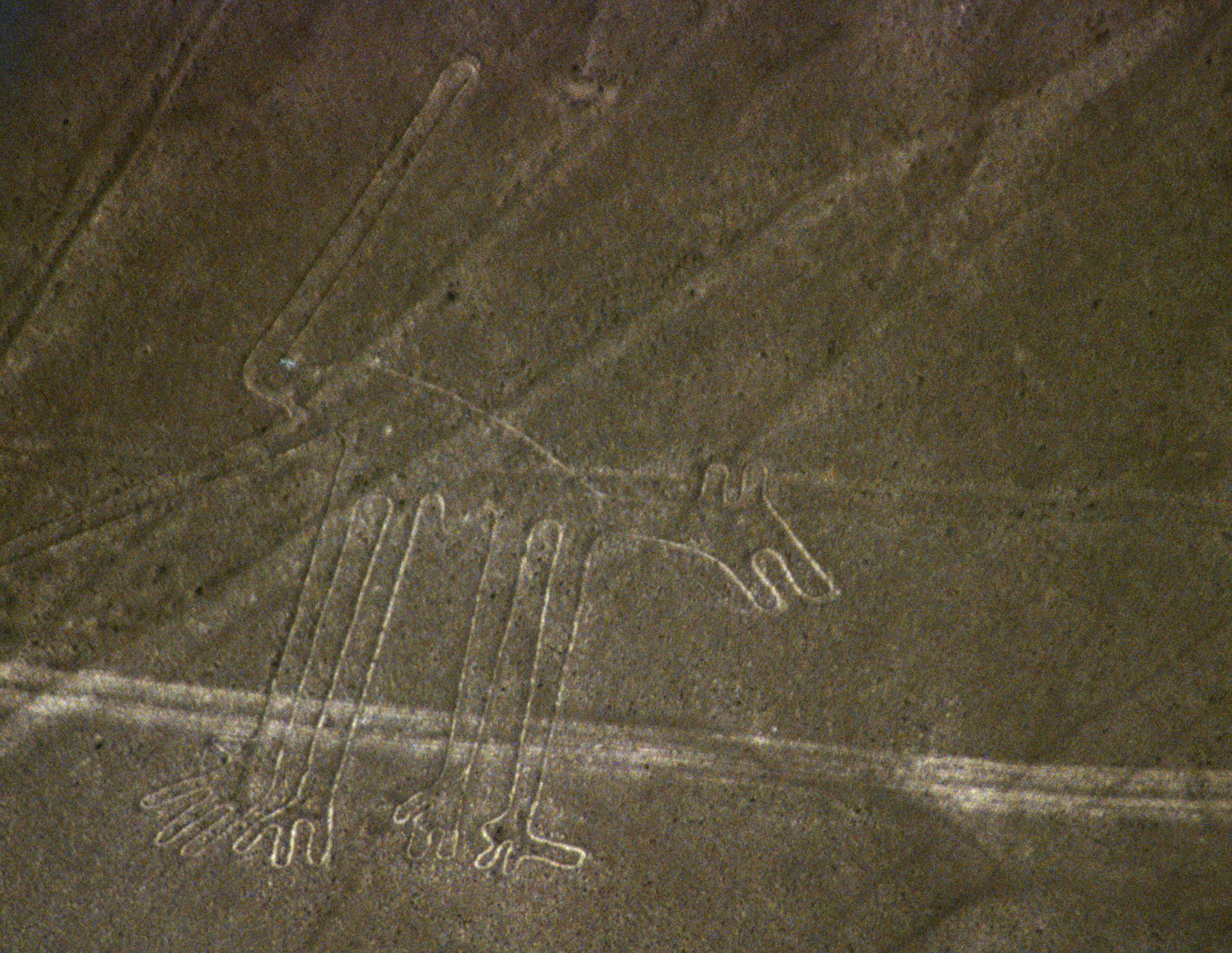 Le chien de Nazca