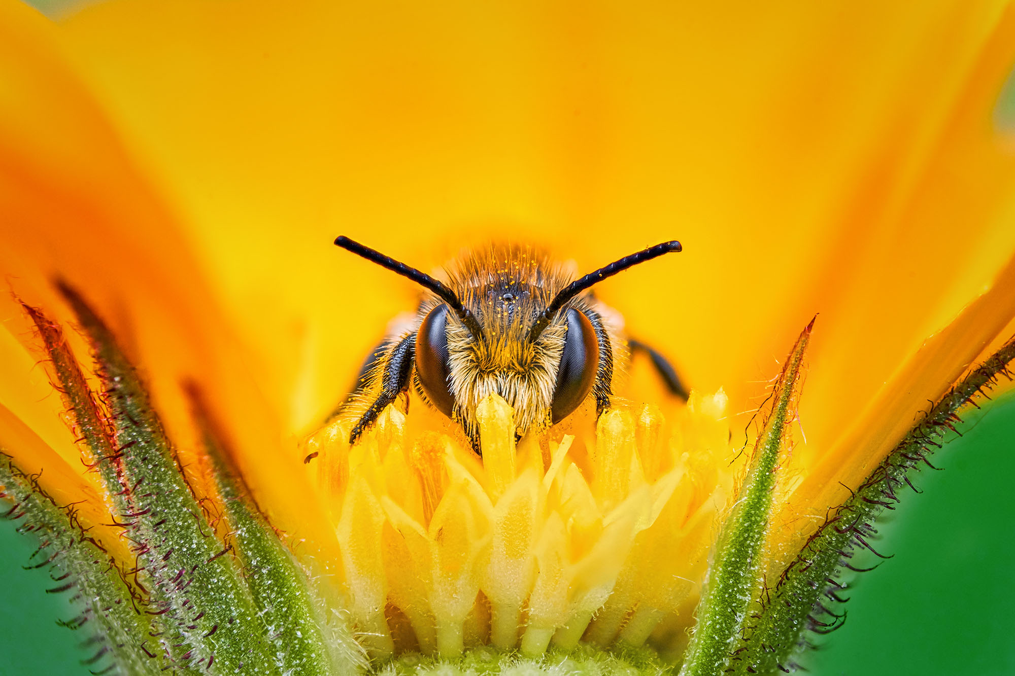 Cette abeille sauvage, appelée osmie cormue, ou Osmia&nbsp;cornuta, est présente dans toute l'Europe. À&nbsp;part les pays nordiques, elle fait partie des nombreuses espèces d'abeilles solitaires. Elle tire son nom de ces deux&nbsp;« cornes » que la femelle arbore sur le clypeus (front). Mais aussi de son mode de vie : l'osmie cornue ne vit pas en colonie. Si l'on ne trouve plus ces insectes près des zones d'agriculture intensive, donc peu dans le milieu rural, on peut néanmoins en observer dans des zones urbaines, notamment dans les jardins, près des potagers. Elles apprécient aussi beaucoup les arbres à insectes ! Elles effectuent durant une journée entre 70 et 100 voyages de butinage, pour un total de quatorze heures par jour ! D'une longévité de dix&nbsp;jours pour le mâle, ou six&nbsp;semaines pour la femelle, les osmies cornues passent la majorité de leur vie à assurer leur descendance, donc à pondre. © Pierre Anquet, tous droits réservés&nbsp;