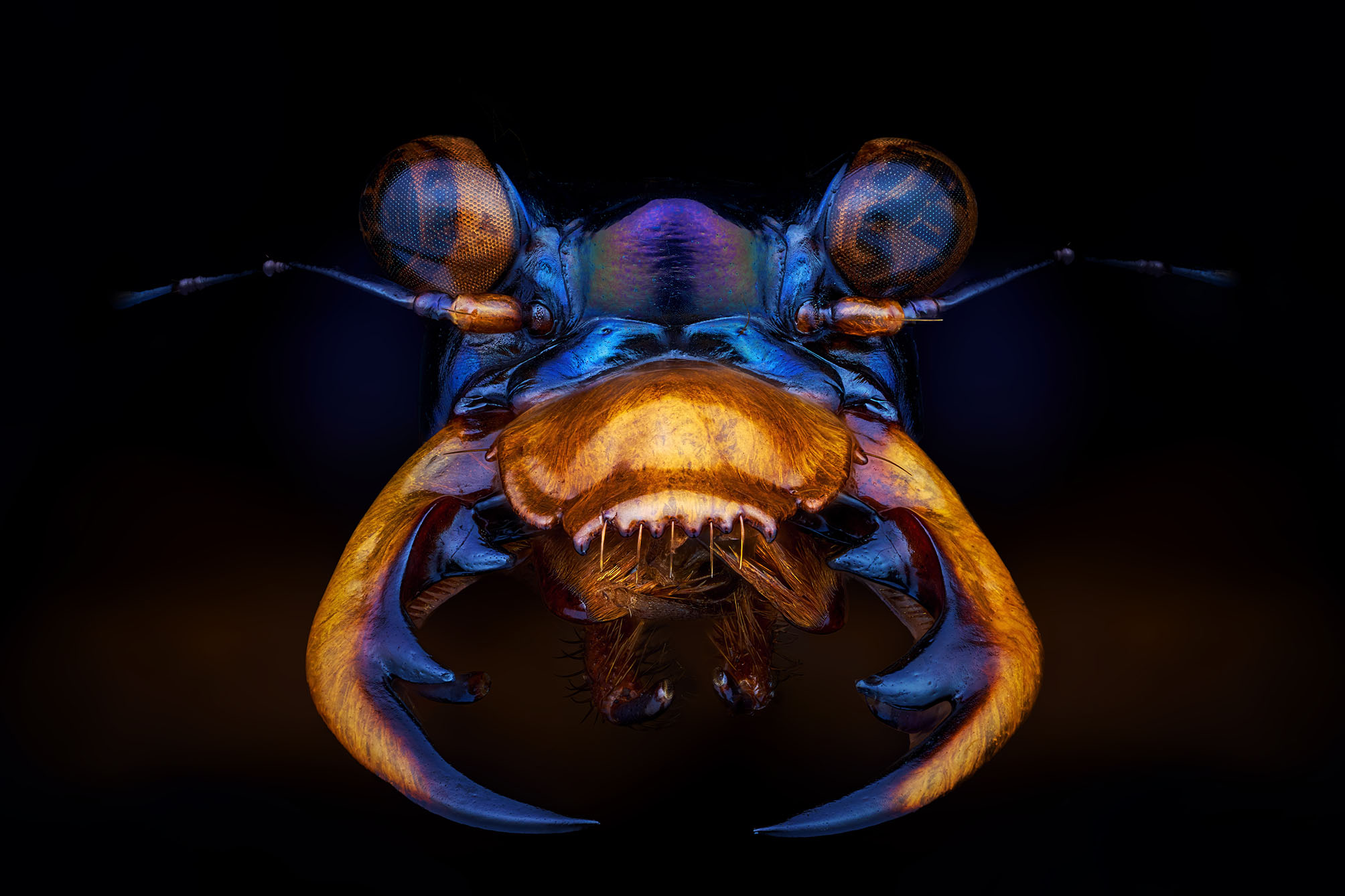 Un scarabée tigre aux couleurs chatoyantes