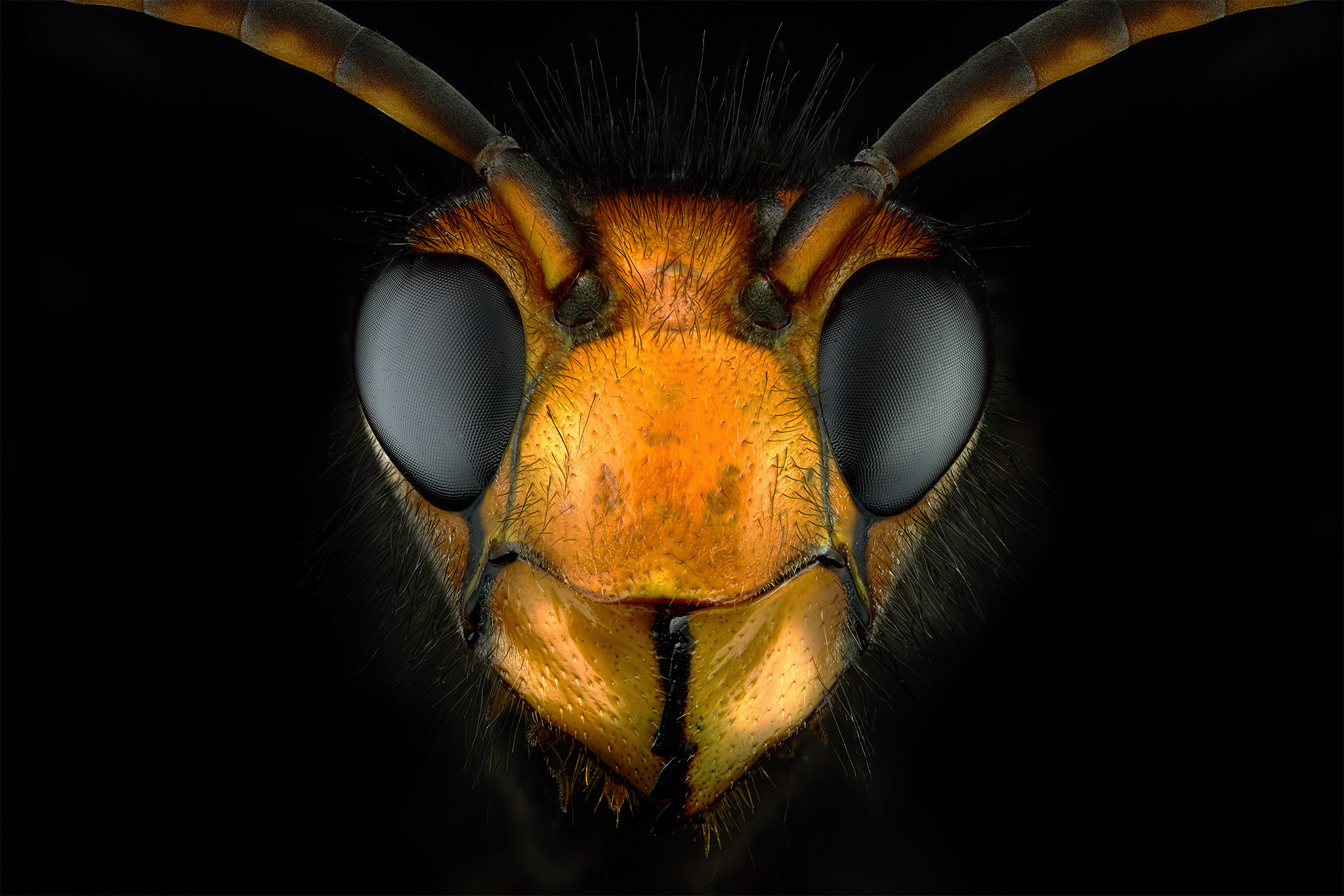 Un frelon asiatique tueur d'abeilles
