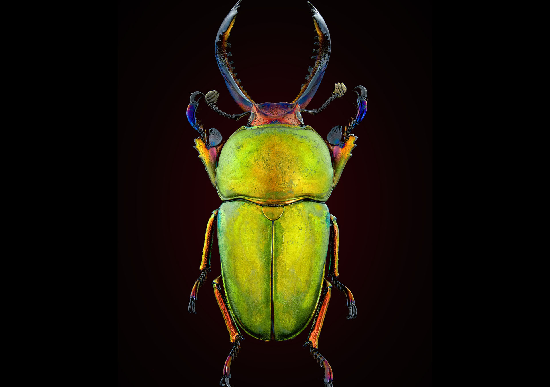 Un scarabée exotique de Papouasie