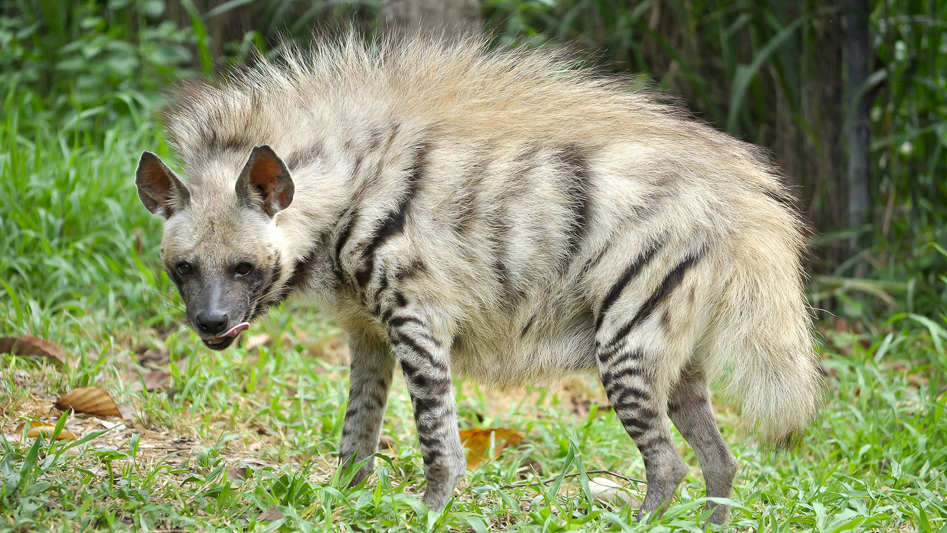La hyène aussi s'habille de rayures