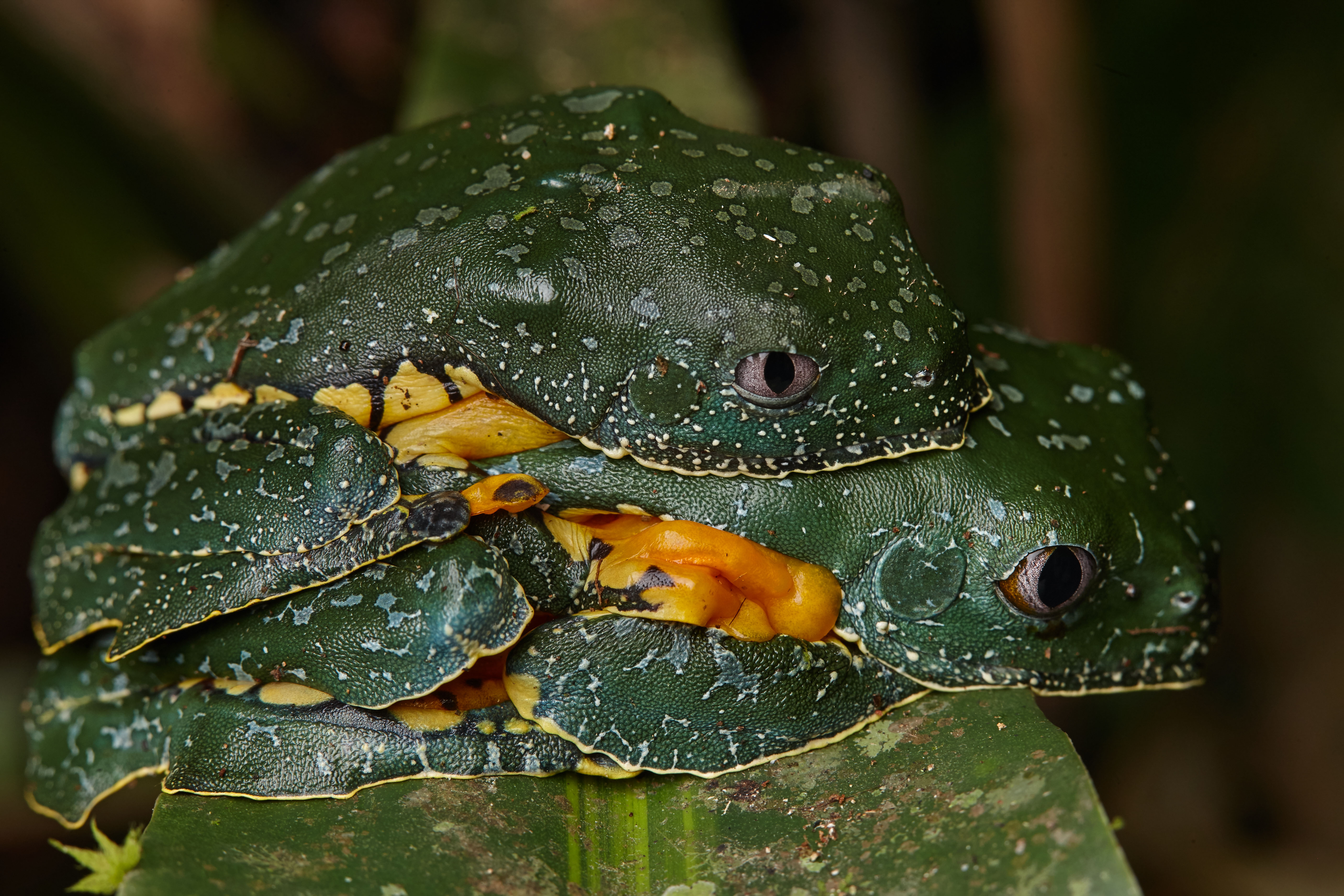 Cruziohyla craspedopus, une grenouille à franges