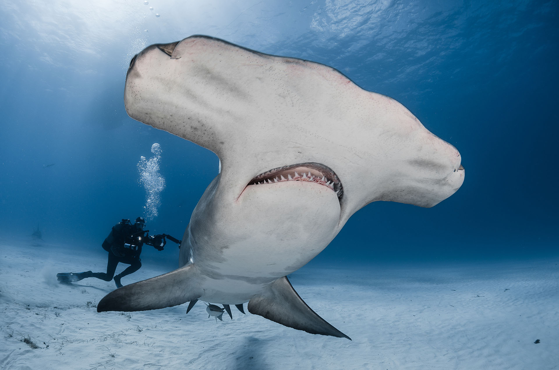 Le grand requin-marteau, un redoutable prédateur en danger