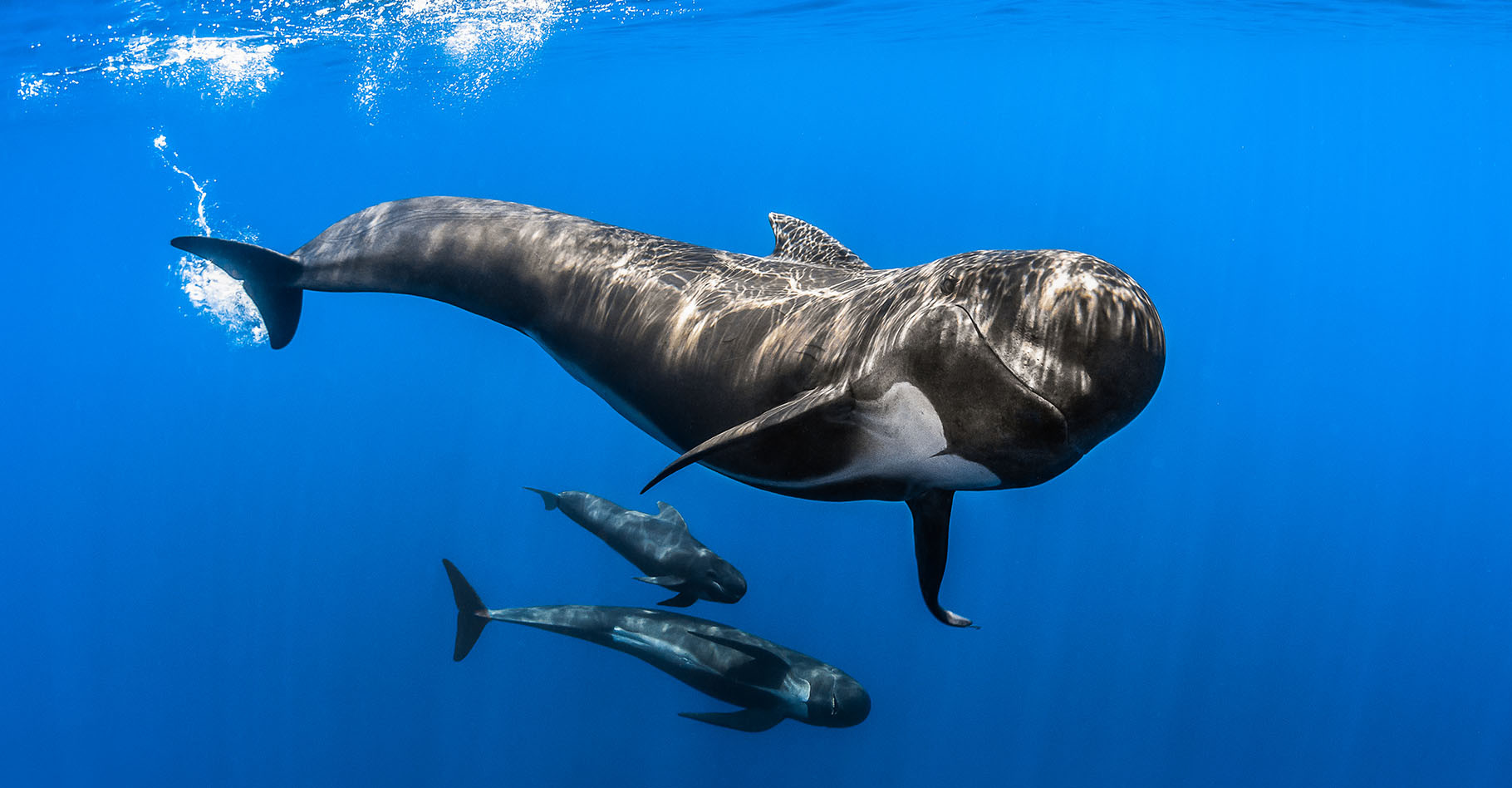 Le globicéphale (Globicephala) est un cétacé de la famille des dauphins océaniques, ici surpris dans le sanctuaire Pelagos, un sanctuaire pour mammifères marins de plus de 85.000 m2 en Méditerranée.Les globicéphales sont des animaux très sociables qui vivent en grands groupes. Ils n’hésitent pas à s’approcher et à interagir avec les bateaux qui malheureusement causent leur perte du côté des îles Féroé (Danemark). Là, ils sont massacrés pour des raisons traditionnelles appelées « Grindadrap ». C’est ainsi que les locaux nomment le rabattage et le massacre de familles entières de cétacés. Une tradition barbare soutenue officiellement par le gouvernement danois et trop souvent passée sous silence par les médias et dirigeants européens. © Greg Lecoeur, Tous droits réservés