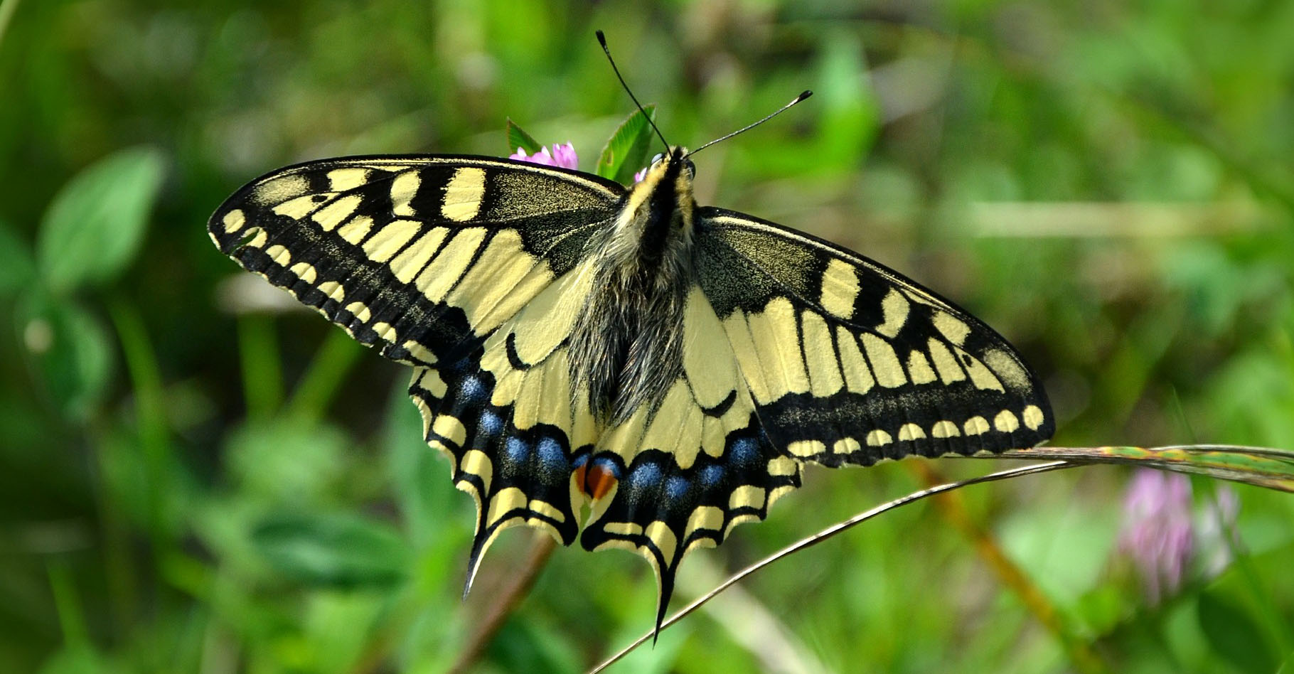 En Europe, le Machaon est un des papillons les plus courants. La couleur jaune et les dessins noirs de ses magnifiques ailes le rendent facilement reconnaissable dans les jardins. Pourtant, il ne les utilise que très peu, préférant planer en se laissant porter par le vent. © Congerdesign, Pixabay, DP