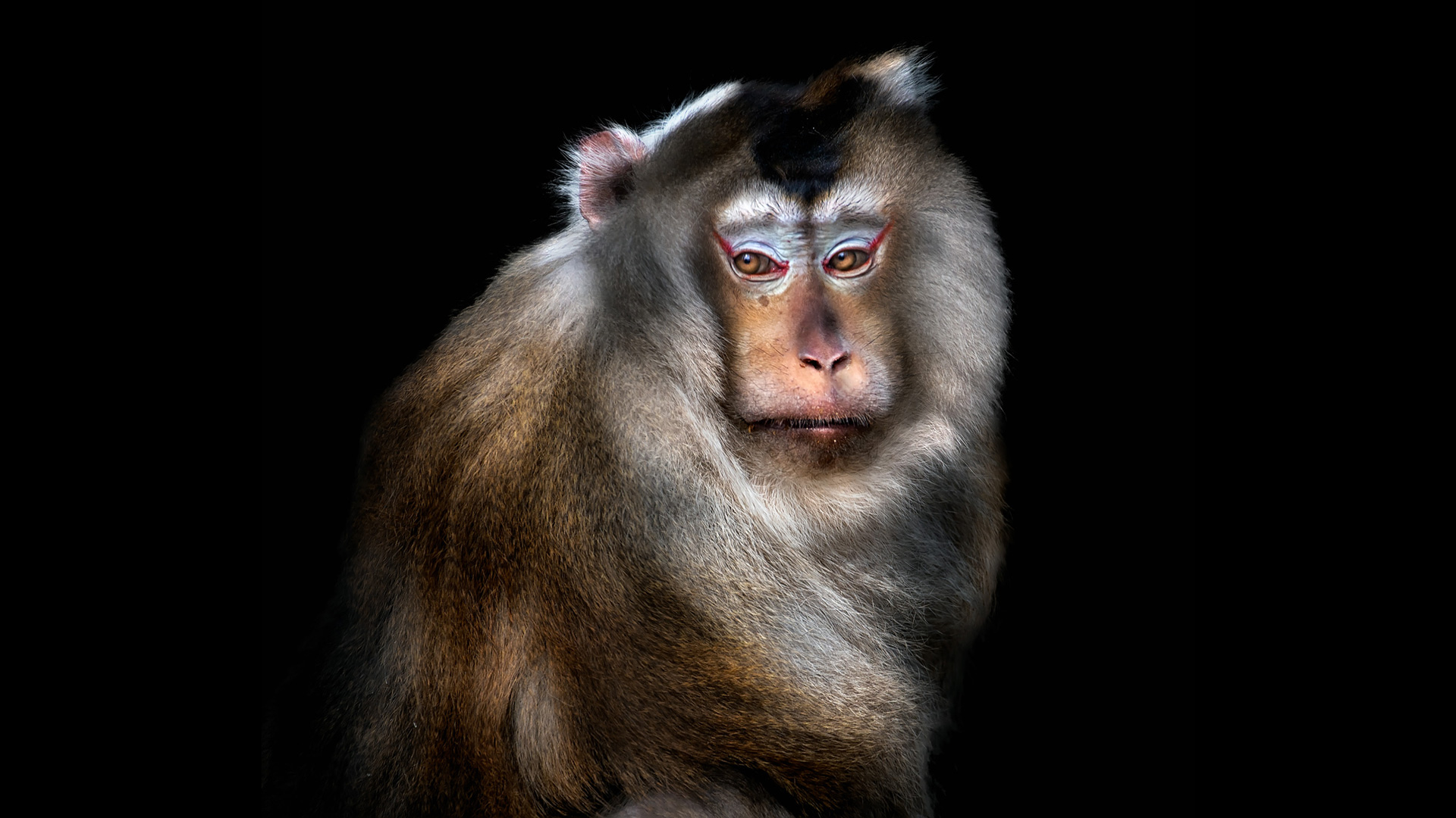Le Macaque rhésus, un animal sacré de l'Inde