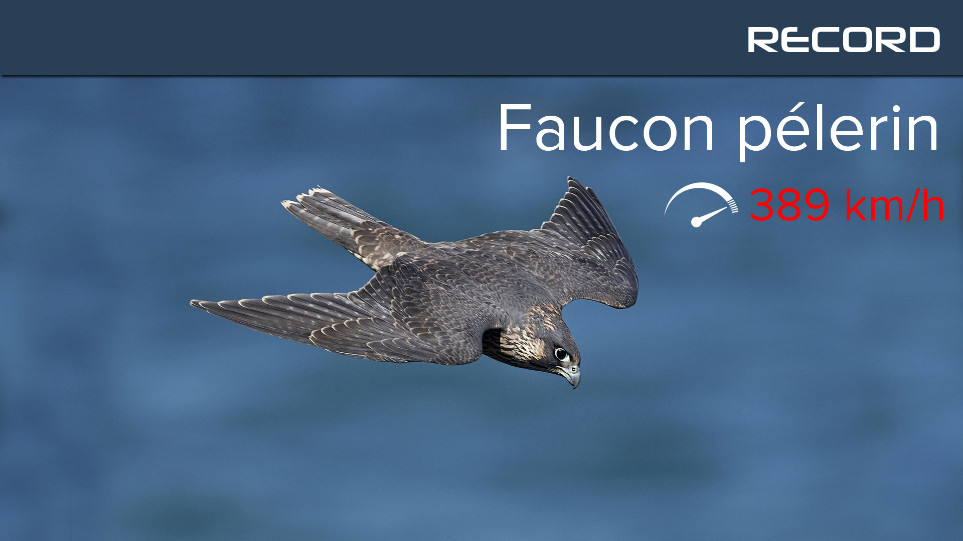 Le faucon pèlerin pointe à plus de 300 km/h