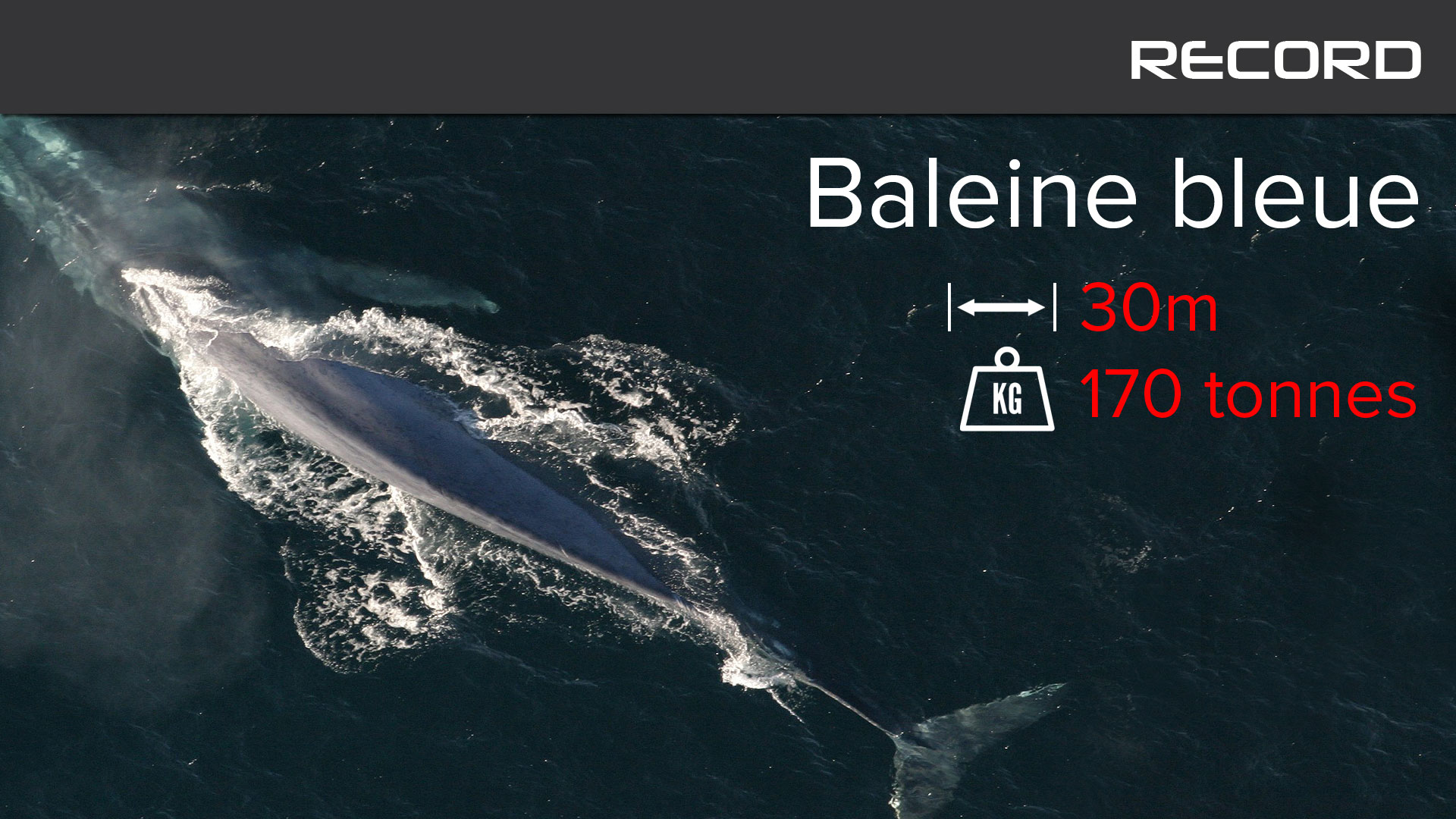 La baleine bleue, un cétacé qui bat tous les records
