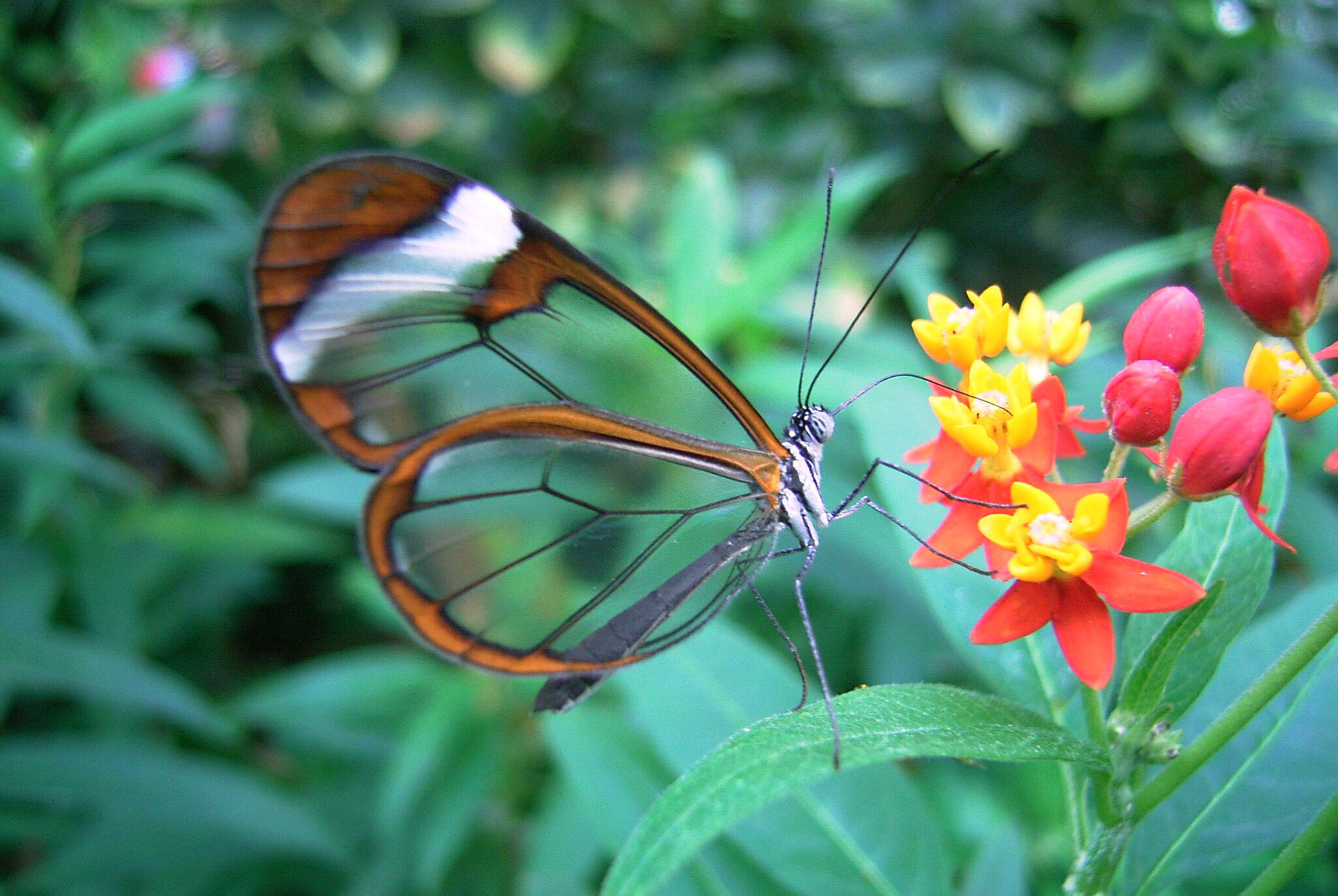 Des écrans inspirés des ailes transparentes d'un petit papillon