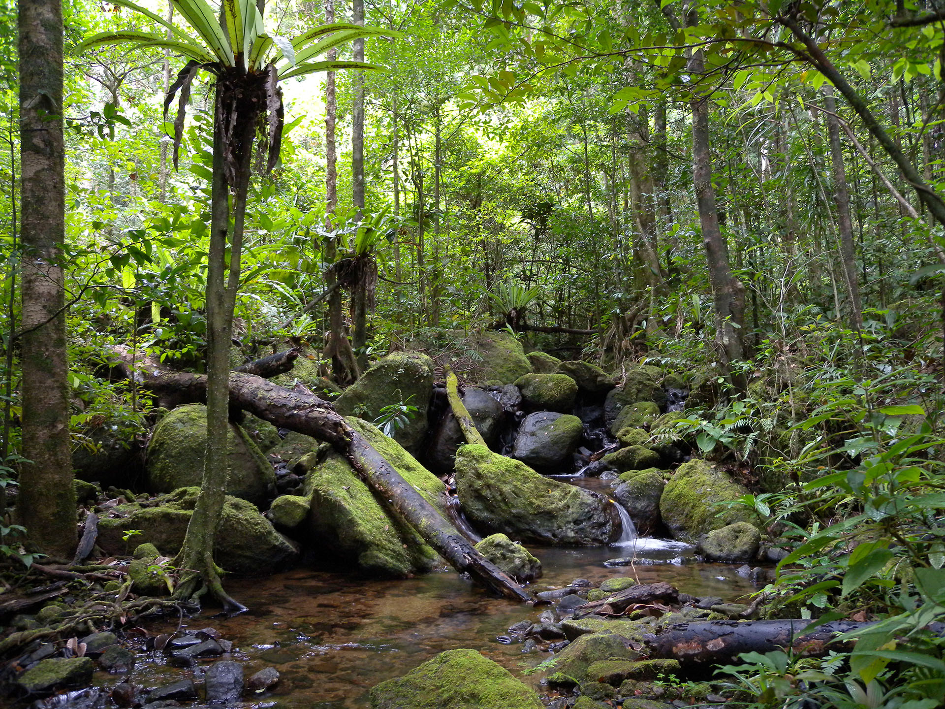 Dans les forêts des basses terres de Madagascar, une précieuse biodiversité