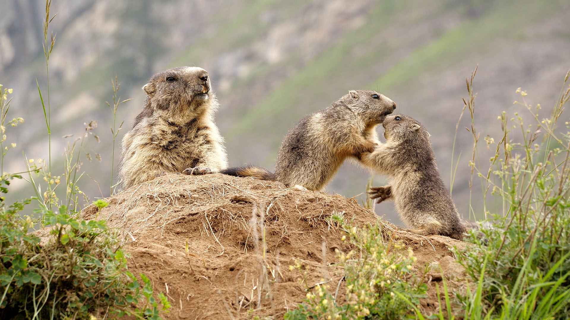 Marmottes et marmottons : sifflements et  jeux dans les vallées des Alpes