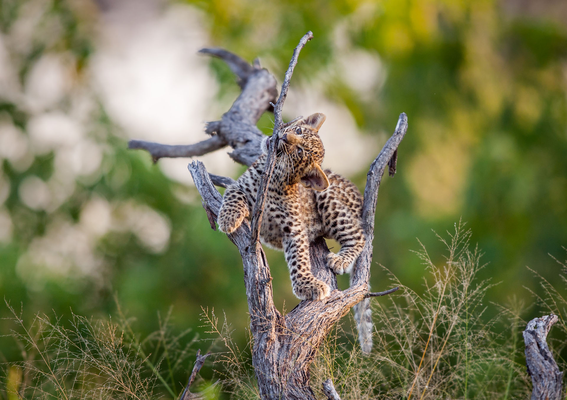 L’insouciance du jeune léopard